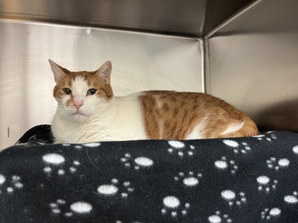 Cardi, a 3 years old Male Domestic Shorthair Cat