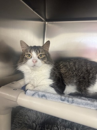 Dracula, a 2 years old Brown Male Domestic Medium Hair Cat