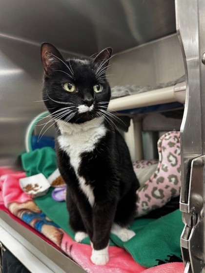 Mooshie, a 13 years and 1 month old Black Female Domestic Shorthair Cat