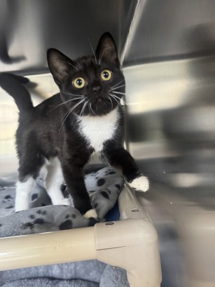 Monkey, a 4 months old Black Female Domestic Shorthair Cat