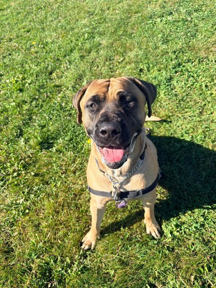 Bruce, a 1 year and 6 months old Tan Male Cane Corso Dog