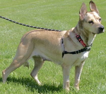 Mixed Breed
