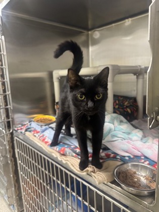 Cobweb, a 1 year old Black Female Domestic Medium Hair Cat