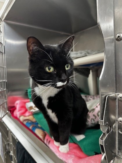 Mooshie, a 13 years and 1 month old Black Female Domestic Shorthair Cat