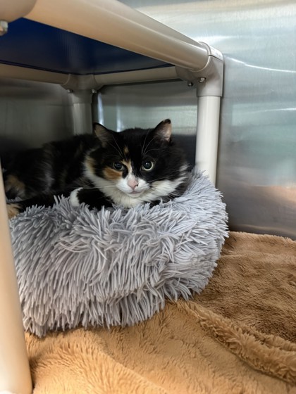 Willow, a 5 years old White Female Domestic Medium Hair Cat