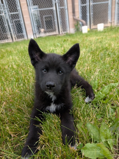 Siberian Husky