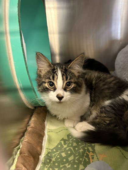Burrito, a 3 months old Brown Male Domestic Shorthair Cat