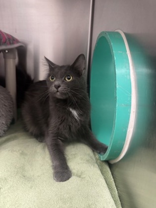 Boo, a 1 year and 6 months old Grey Female Domestic Medium Hair Cat
