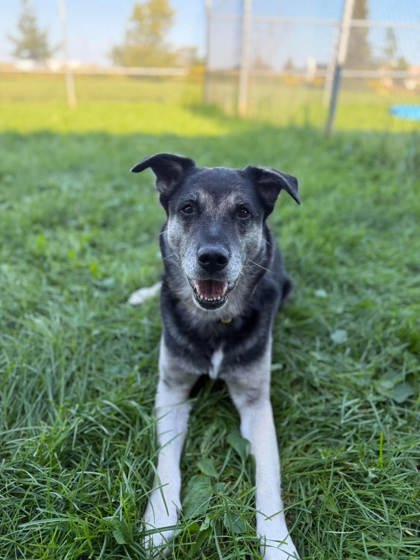 Bear, a 7 years old Black Male Mixed Breed, Large (over 44 lbs fully grown) Dog