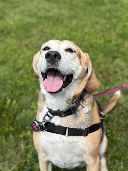 Lucy, a 8 years old Black Female Beagle Dog