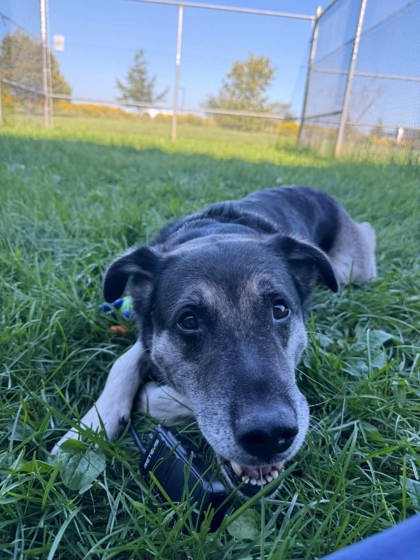 Bear, a 7 years old Black Male Mixed Breed, Large (over 44 lbs fully grown) Dog