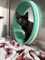 Dior, a 2 months old Black Female Domestic Shorthair Cat