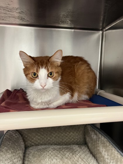 Mickey, a 1 year and 9 months old Orange Male Domestic Medium Hair Cat