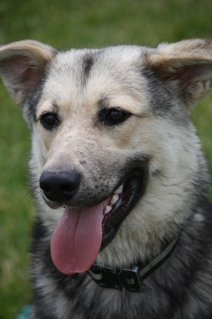 Shepherd