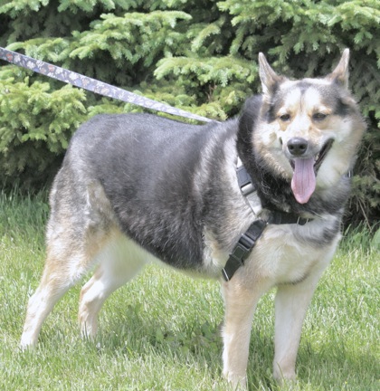 German Shepherd