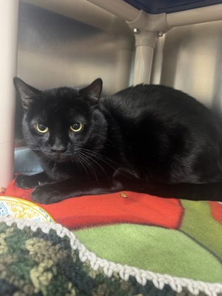 Shadow, a 2 years old Black Male Domestic Shorthair Cat