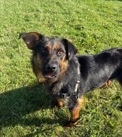 Lucy Image