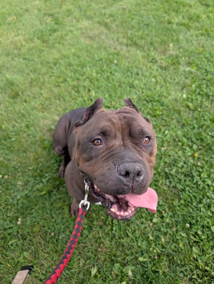 Mystique, a 7 years and 1 month old Black Female Bulldog Dog