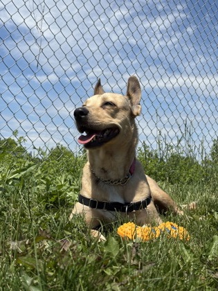 Mixed Breed