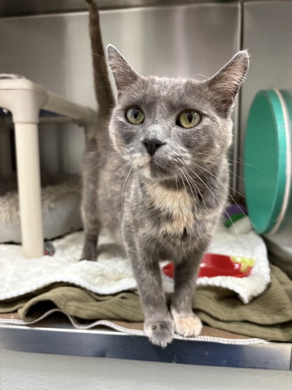 Mo, a 3 years old Female Domestic Shorthair Cat