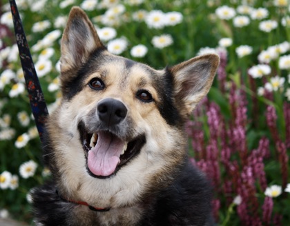 German Shepherd