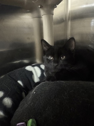 Churro, a 3 months old Black Male Domestic Shorthair Cat
