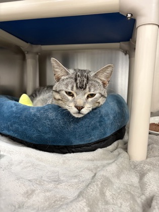 Junior, a 1 year old Male Domestic Shorthair Cat