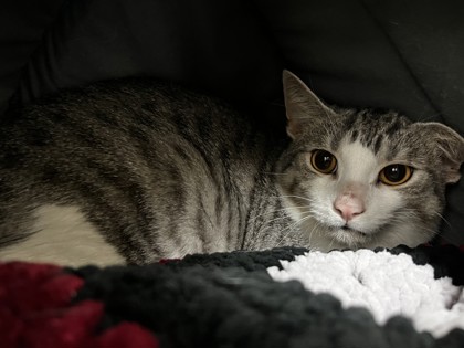 Rexi, a 1 year and 1 month old Black Male Domestic Shorthair Cat