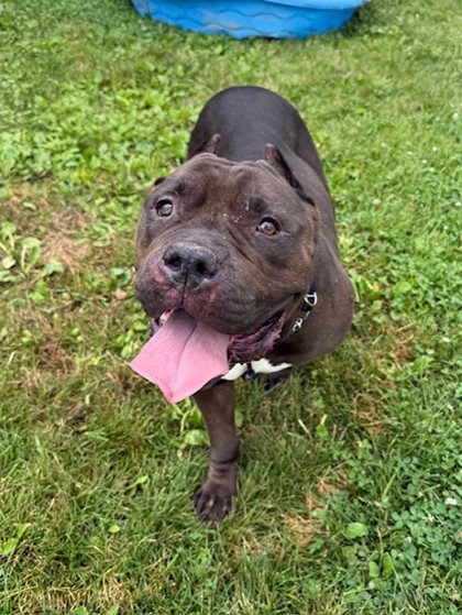 Mystique, a 7 years and 1 month old Black Female Bulldog Dog
