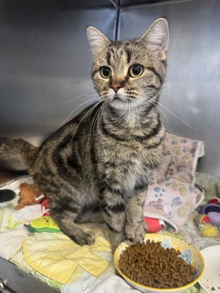 Elsa, a 1 year old Brown Female Domestic Shorthair Cat