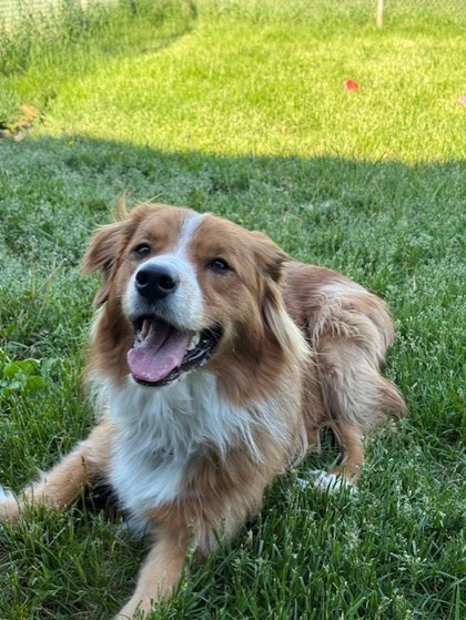 Ollie Image