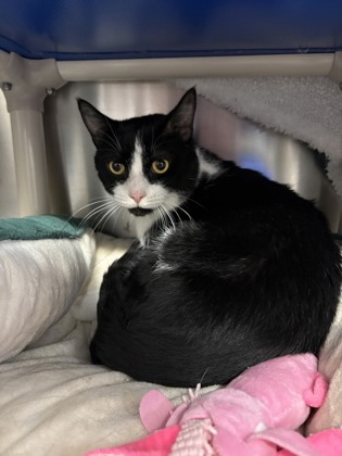 Mr. Tilder, a 2 years old Black Male Domestic Shorthair Cat
