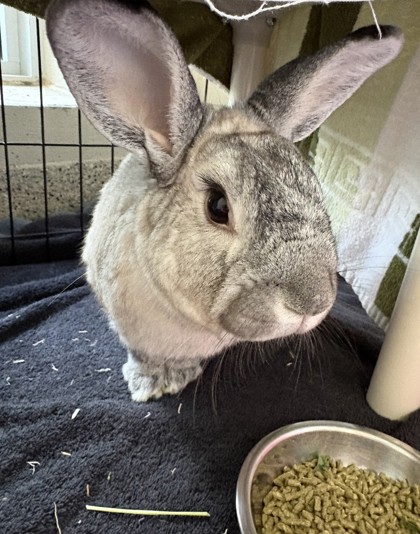 Larry, a 5 years old Brown Male American / American Small Animal