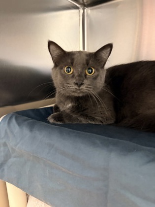 Priya, a 2 years and 11 months old Grey Female Domestic Shorthair Cat