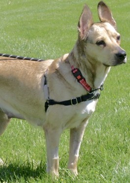 Mixed Breed