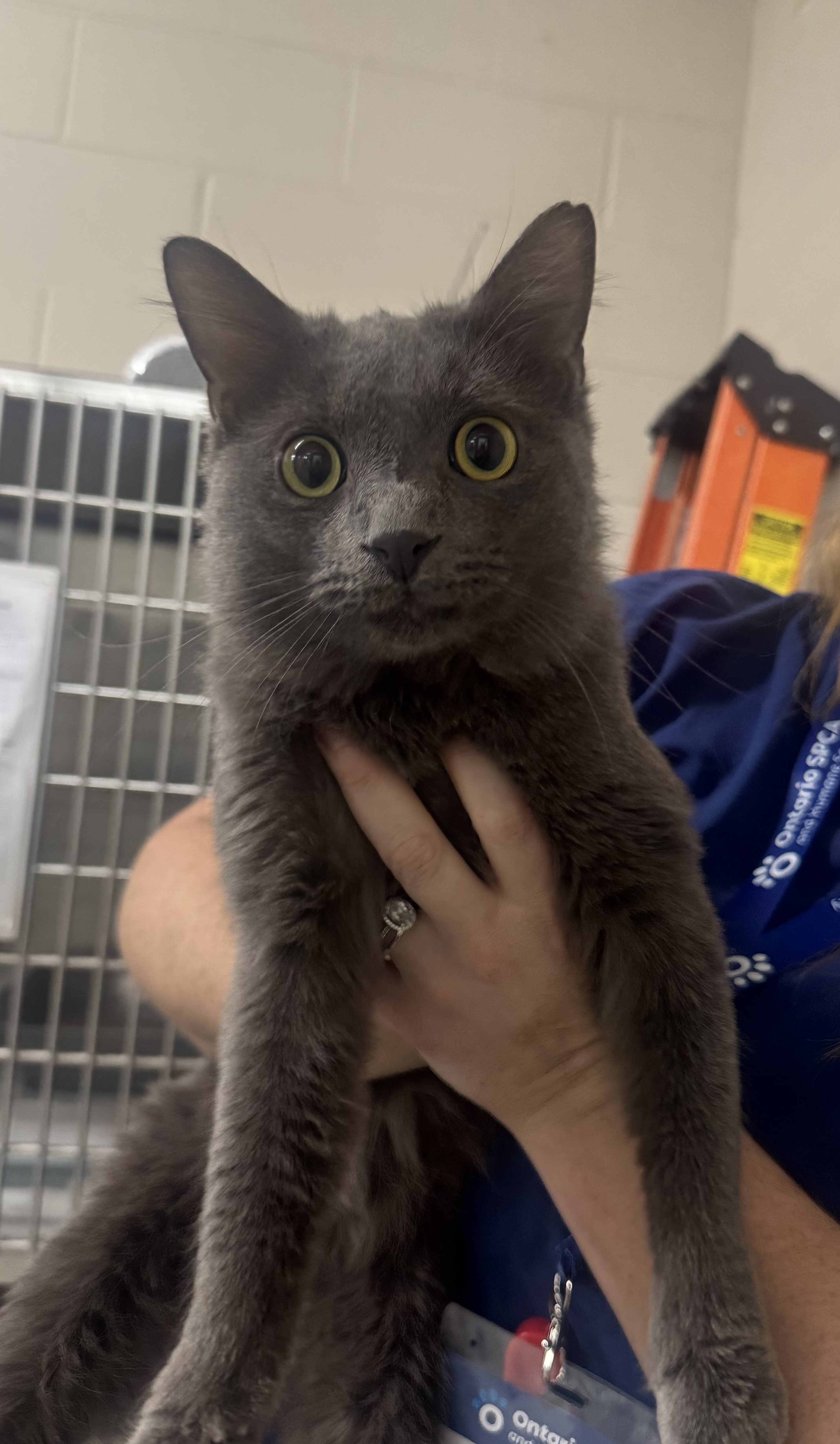 Hocus, a 1 year and 6 months old Grey Male Domestic Medium Hair Cat
