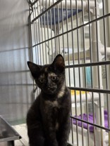Chanel, a 2 months old Black Female Domestic Shorthair Cat