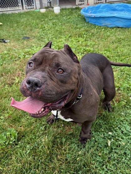 Mystique, a 7 years and 1 month old Black Female Bulldog Dog