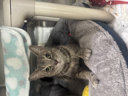 Ghost, a 1 year and 6 months old Grey Female Domestic Medium Hair Cat