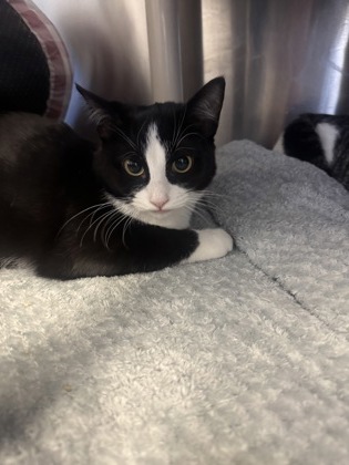 Taco, a 4 months old Black Female Domestic Shorthair Cat