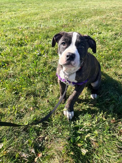 Heart, a 2 months old Black Unknown Mixed Breed, Large (over 44 lbs fully grown) Dog