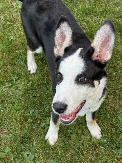 Rip, a 4 months old Black Male Siberian Husky Dog