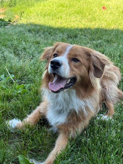 Ollie