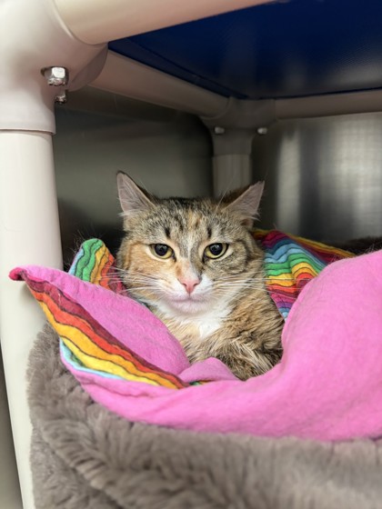 Tabitha Image