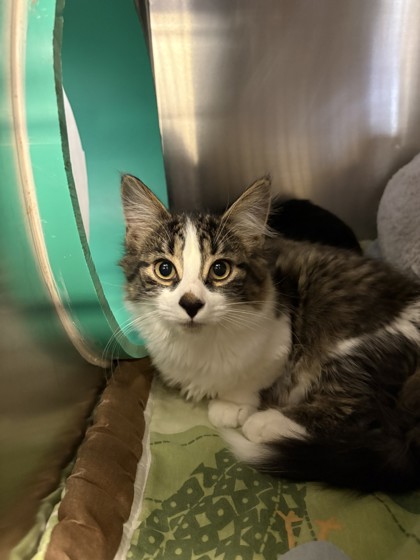 Burrito, a 3 months old Brown Male Domestic Shorthair Cat