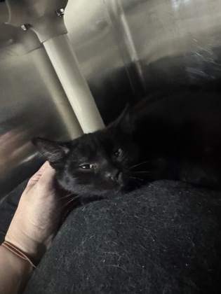 Churro, a 3 months old Black Male Domestic Shorthair Cat