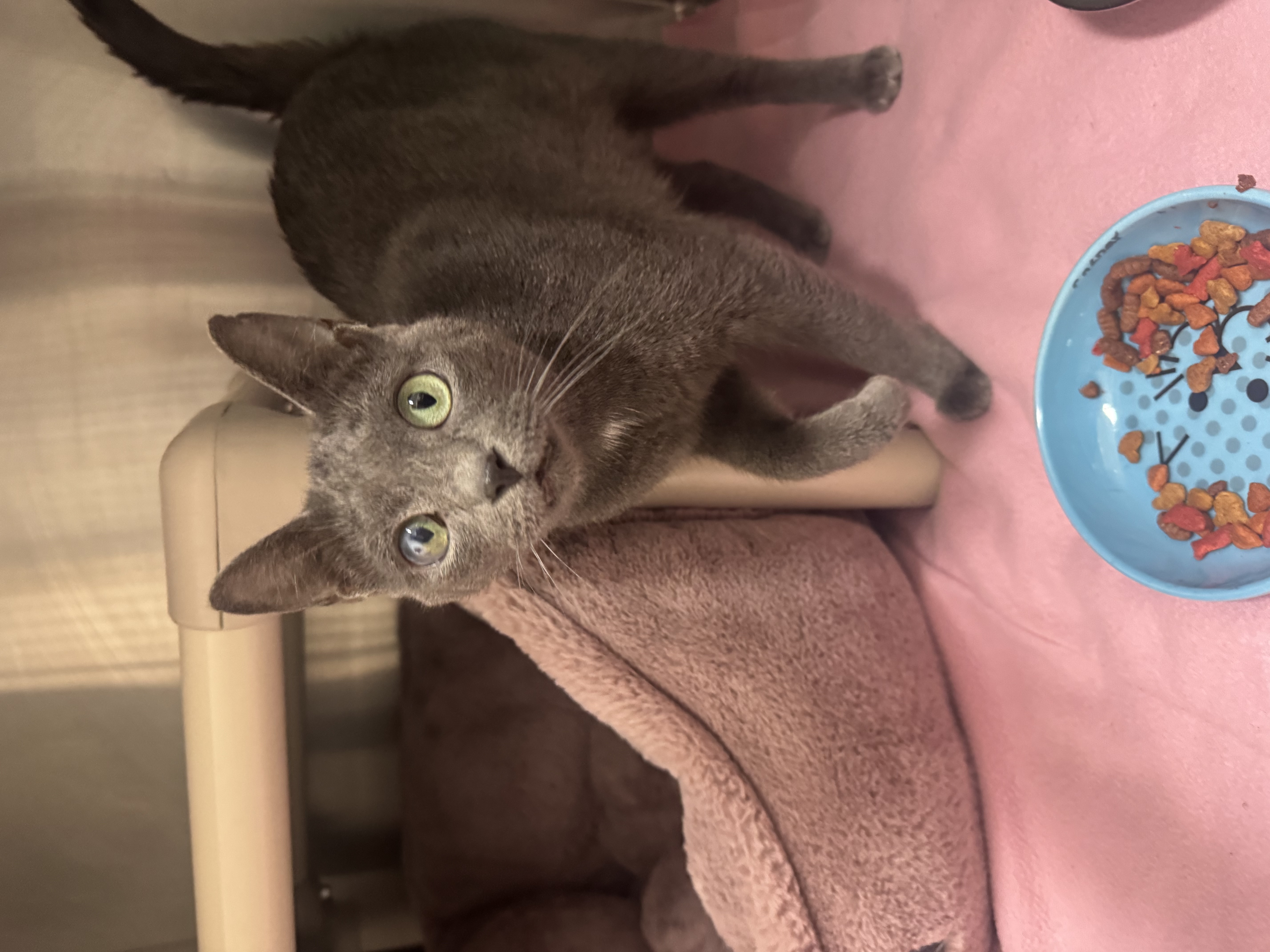 Treat, a 1 year and 6 months old Grey Female Domestic Shorthair Cat