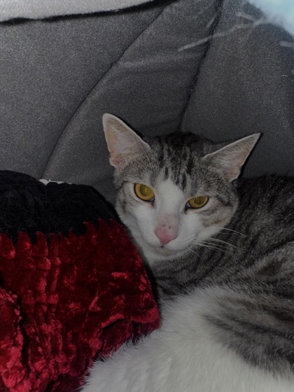 Rexi, a 1 year and 1 month old Black Male Domestic Shorthair Cat