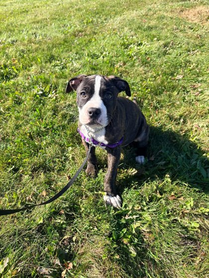 Heart, a 2 months old Black Unknown Mixed Breed, Large (over 44 lbs fully grown) Dog