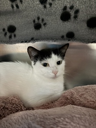 Lily, a 2 years old Black Female Domestic Shorthair Cat